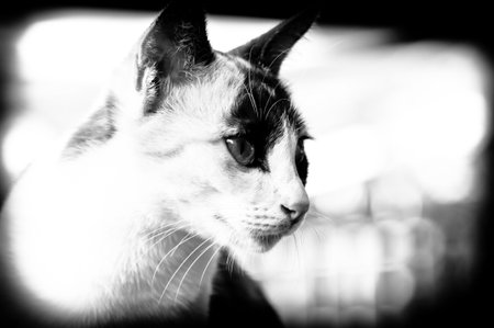 Cute cat looking at something の写真素材