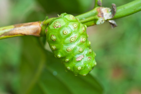 Noni fruit on the tree