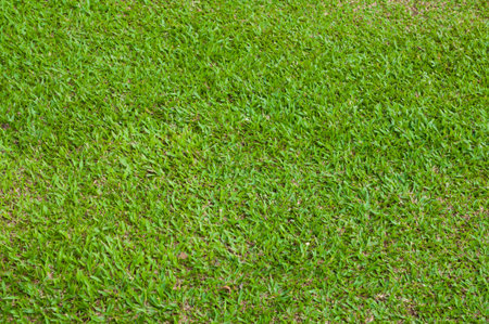 Beautiful green grass texture の写真素材