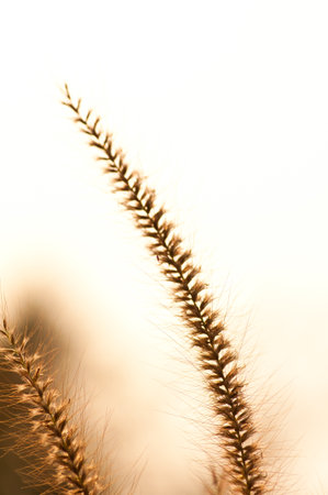 Sunshine background with grass details  の写真素材
