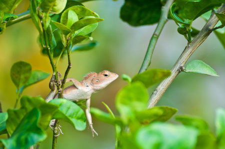 Lizard on tree の写真素材