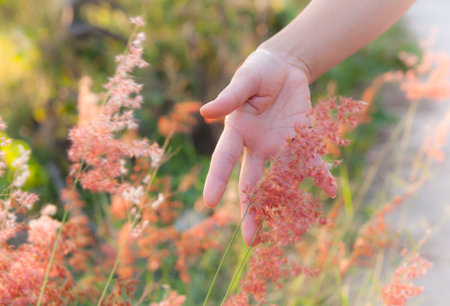 hand with grass の写真素材
