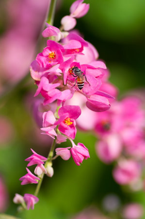 honey bee in Coral Vineの写真素材