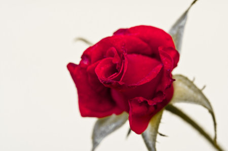 Red roseの写真素材