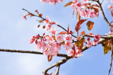 Himalayan Cherry  Prunus cerasoides  blooming at Chiang Mai, Thailand  In Thailand we call  Nang Paya Sua Krong  it mean  Queen of royal tiger  の写真素材