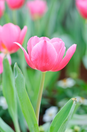 Pink tulipsの写真素材