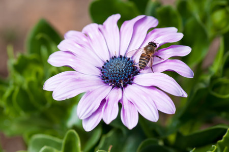 Bee in Gerberas の写真素材