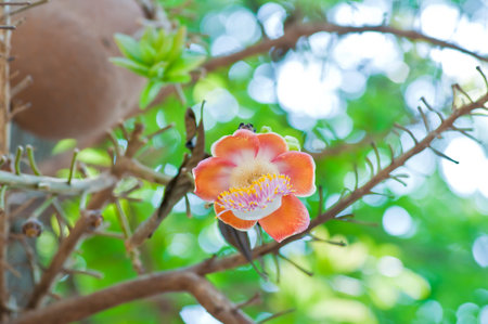 Salavan flowers is symbol of buddhism の写真素材