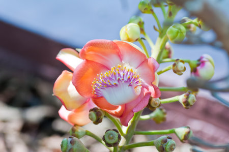 Salavan flowers is symbol of buddhism の写真素材
