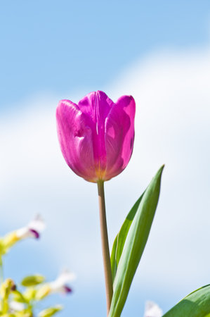 pink tulips の写真素材