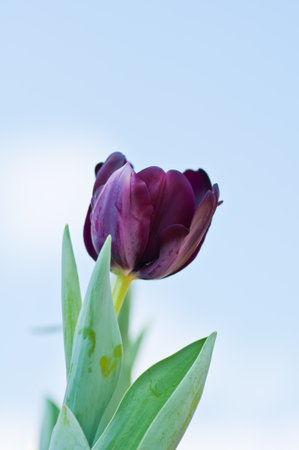 tulipsの写真素材