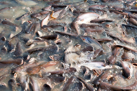 Many fishes are fight over for food in the pond の写真素材