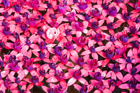 pink fuchsia flower の写真素材