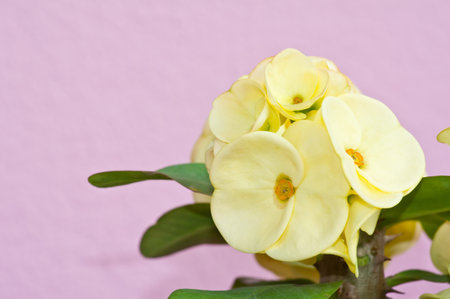 Crown of thorns flowers   Euphorbia milli Desmoul の写真素材