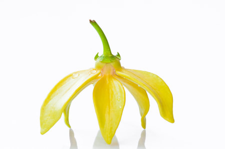 Ylang-Ylang Flower on white backgroundの写真素材