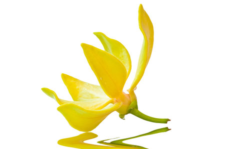 Ylang-Ylang Flower on white backgroundの写真素材