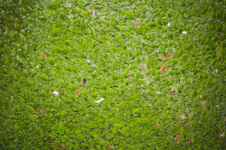 Green Concrete wallの写真素材