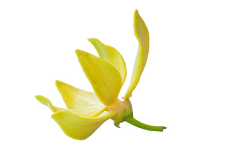 Yellow Ylang-Ylang Flower on white background の写真素材