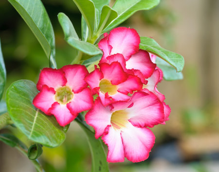Azalea flowers of thailandの写真素材