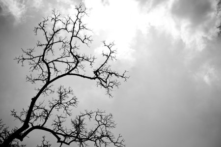 black and white trees silhouettes,Thailandの写真素材