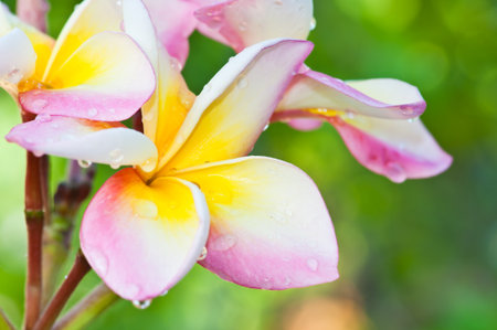 Azalea flowers of thailandの写真素材
