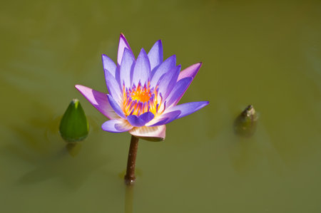 Lotus flower in a pond in natural lightの写真素材