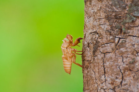 Cicada shell on the treeの写真素材