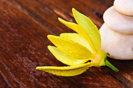 Ylang-Ylang Flowerの写真素材