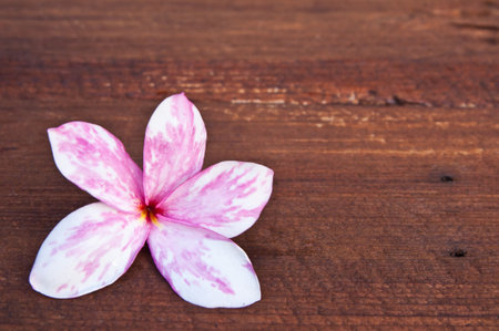 Pink and white Azalea flowers of thailandの写真素材