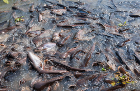 Many fishes are fight over for food in the pond の写真素材