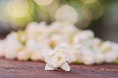 White Jasmine Flowers の写真素材