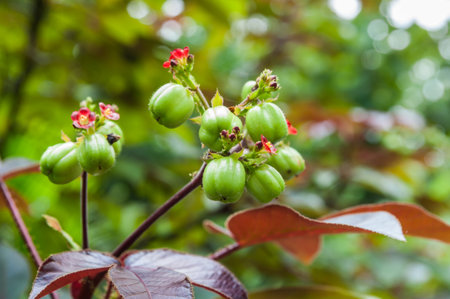 Castor oil plantの写真素材