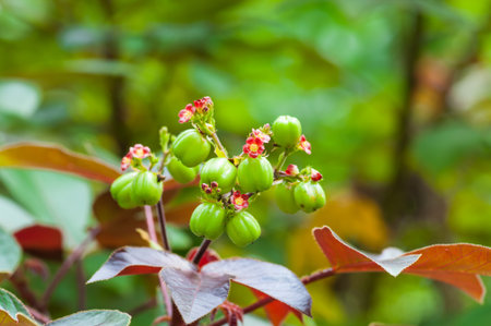 Biodiesel is produced from the seed pods of castor bean plants of thailand の写真素材