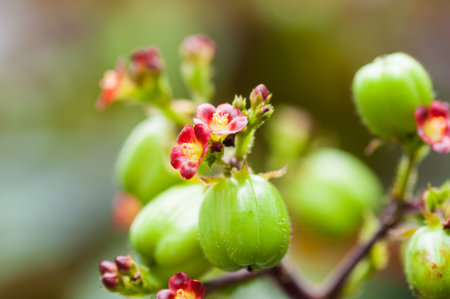 Biodiesel is produced from the seed pods of castor bean plants of thailand の写真素材