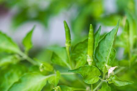 Brightly colored peppersの写真素材