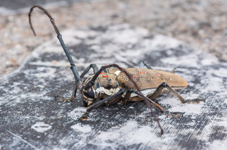 Capricorn beetleの写真素材