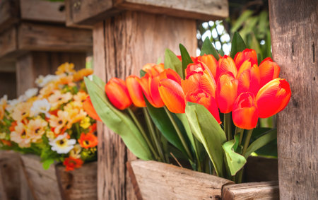Tulip orange trees in pots の写真素材