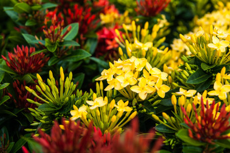 Yellow Ixora Flower の写真素材
