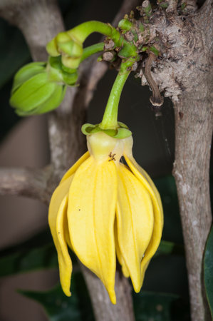 Ylang-Ylang flower on tree の写真素材