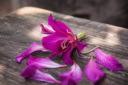Purple Bauhinia の写真素材
