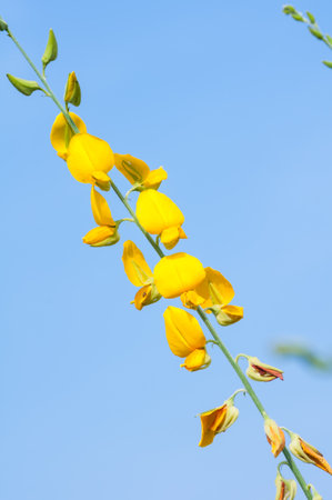 Crotalaria juncea on blue sky の写真素材