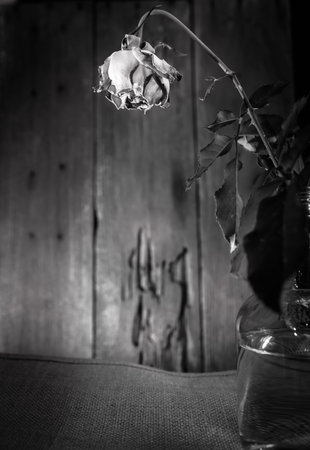 rose flower in black and white の写真素材