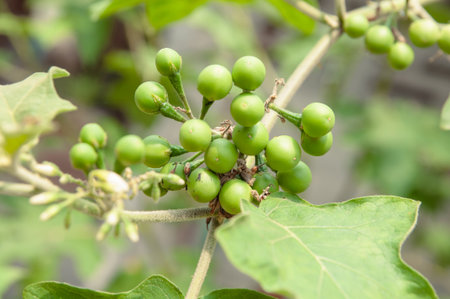 Pea eggplant on tree の写真素材