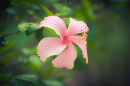 White and pink hibiscus flowers bloom beautifully の写真素材