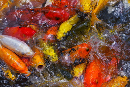 koi fishの写真素材