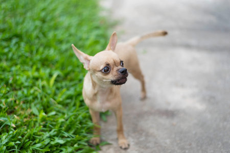 Miniature Pinscher on the front lawn and blurred backgroundの写真素材
