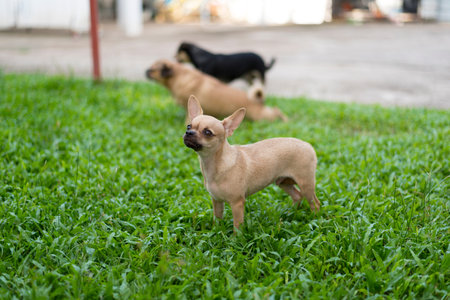 Miniature Pinscher on the front lawn and blurred backgroundの写真素材