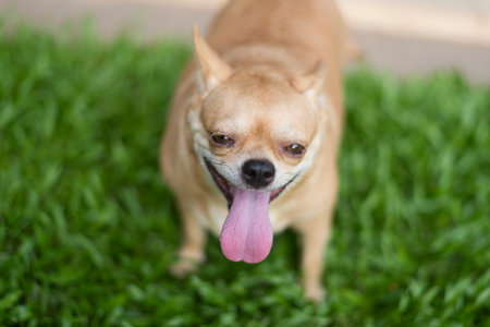 Chihuahua dog play greatness lawn and blurred backgroundの写真素材