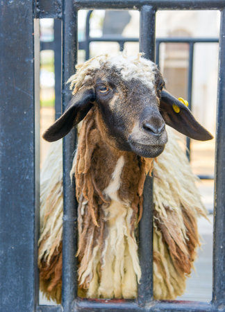 black sheepの写真素材