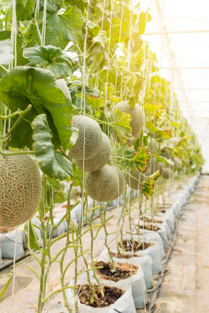 Melon Parkの写真素材